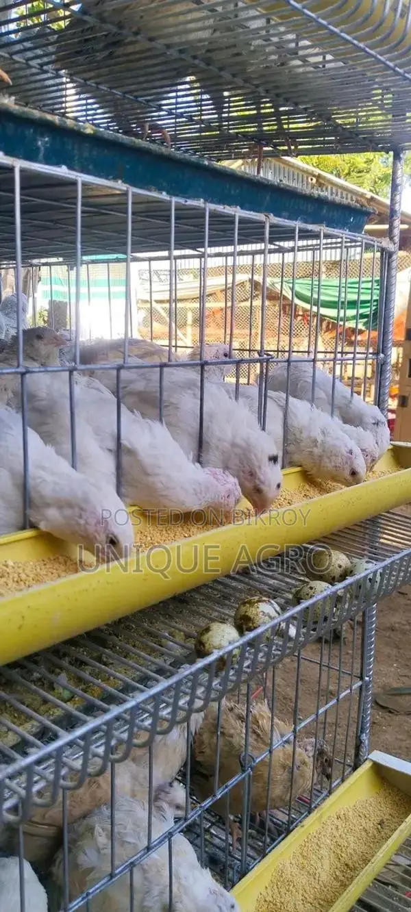 European White Giant Coturnix Quail Hatching Eggs