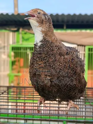 European White Giant Coturnix Quail Hatching Eggs