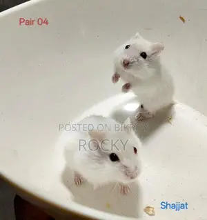 Winter Hamster Baby