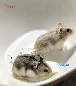 Winter Hamster Baby