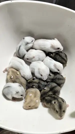 Winter Hamster Baby