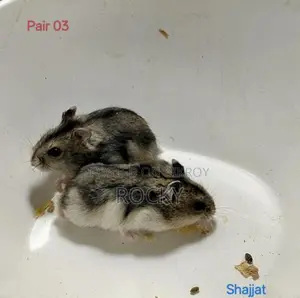 Winter Hamster Baby