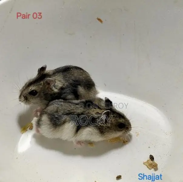 Winter Hamster Baby