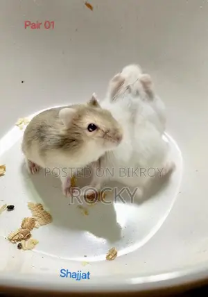 Winter Hamster Baby