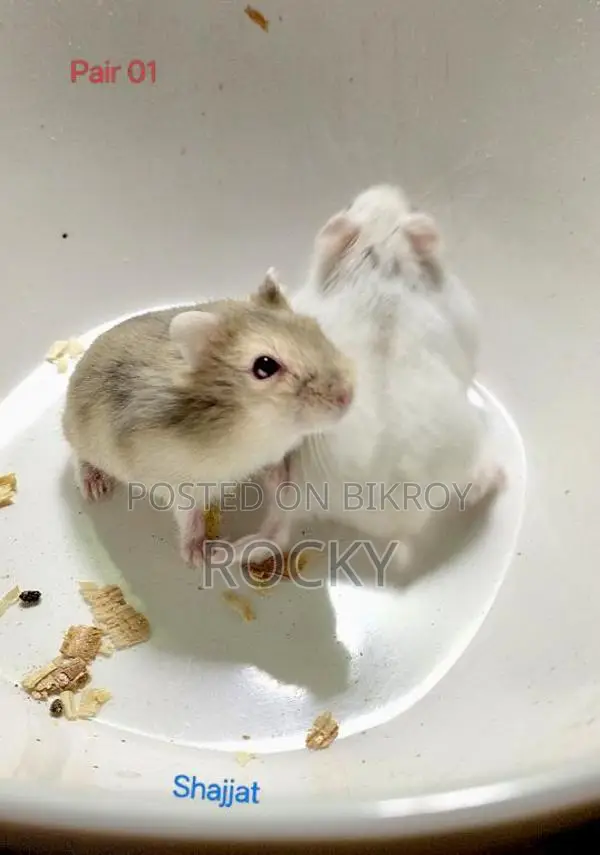 Winter Hamster Baby