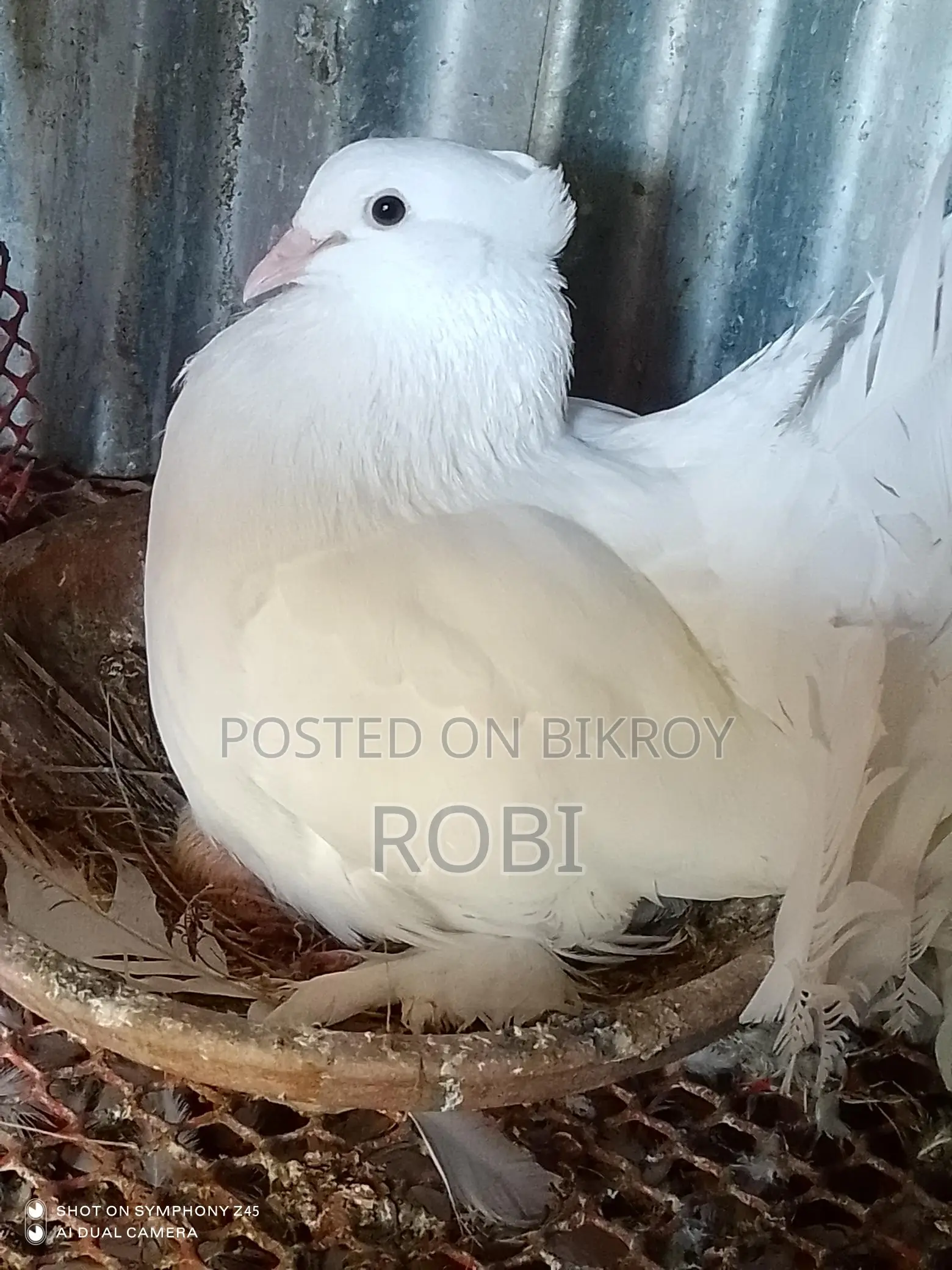 লক্ষা কবুতর