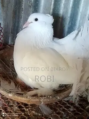 লক্ষা কবুতর