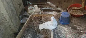 Pigeons for Sale