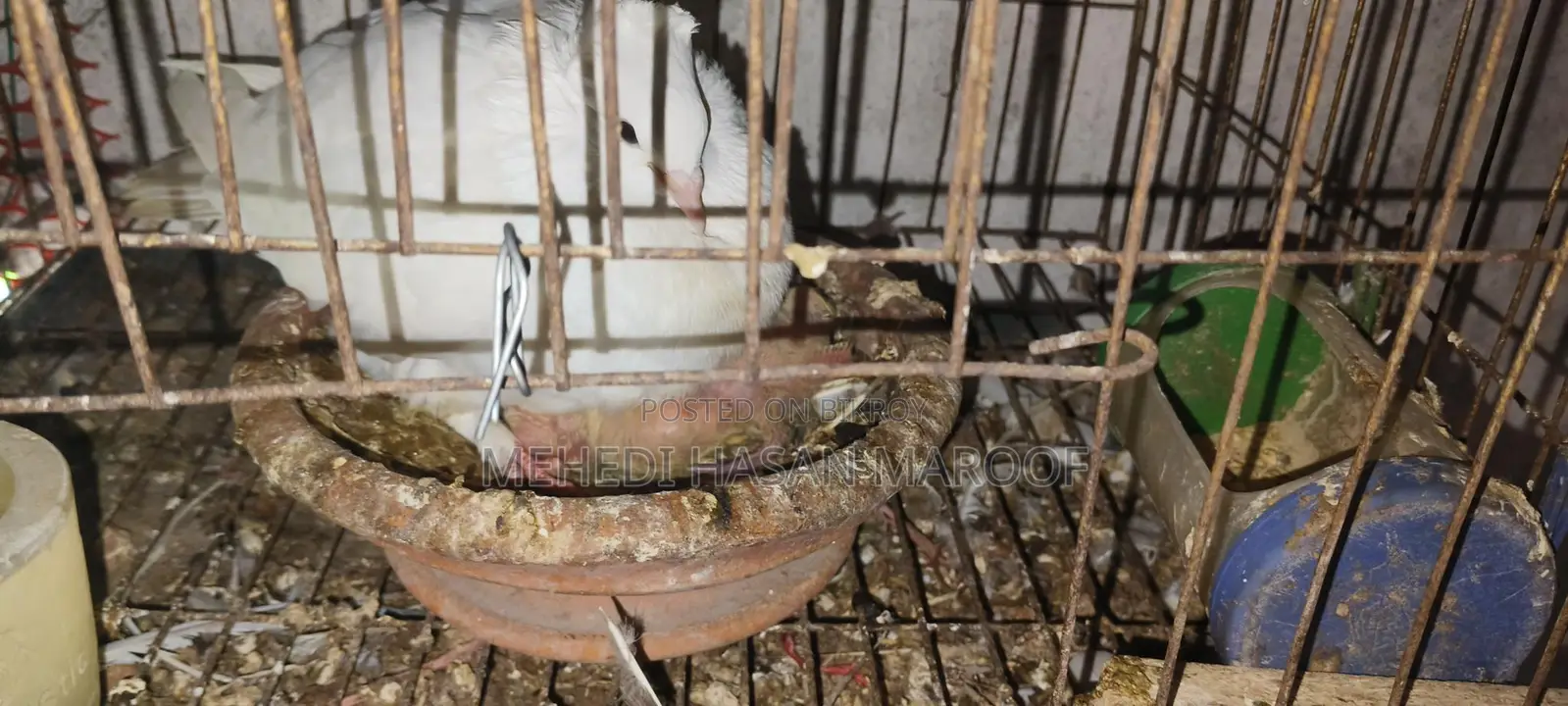 Pigeons for Sale
