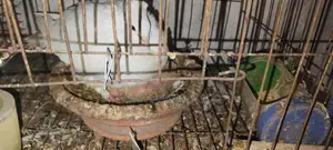 Pigeons for Sale