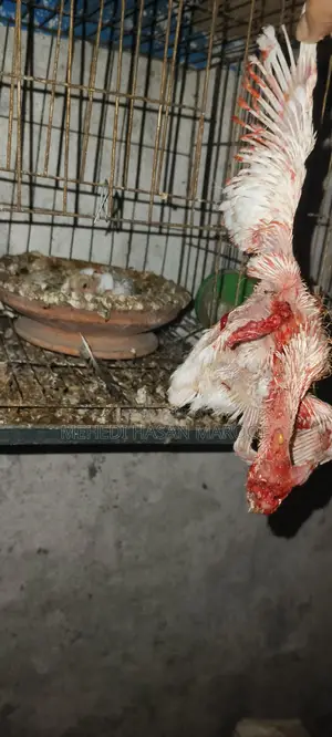 Pigeons for Sale