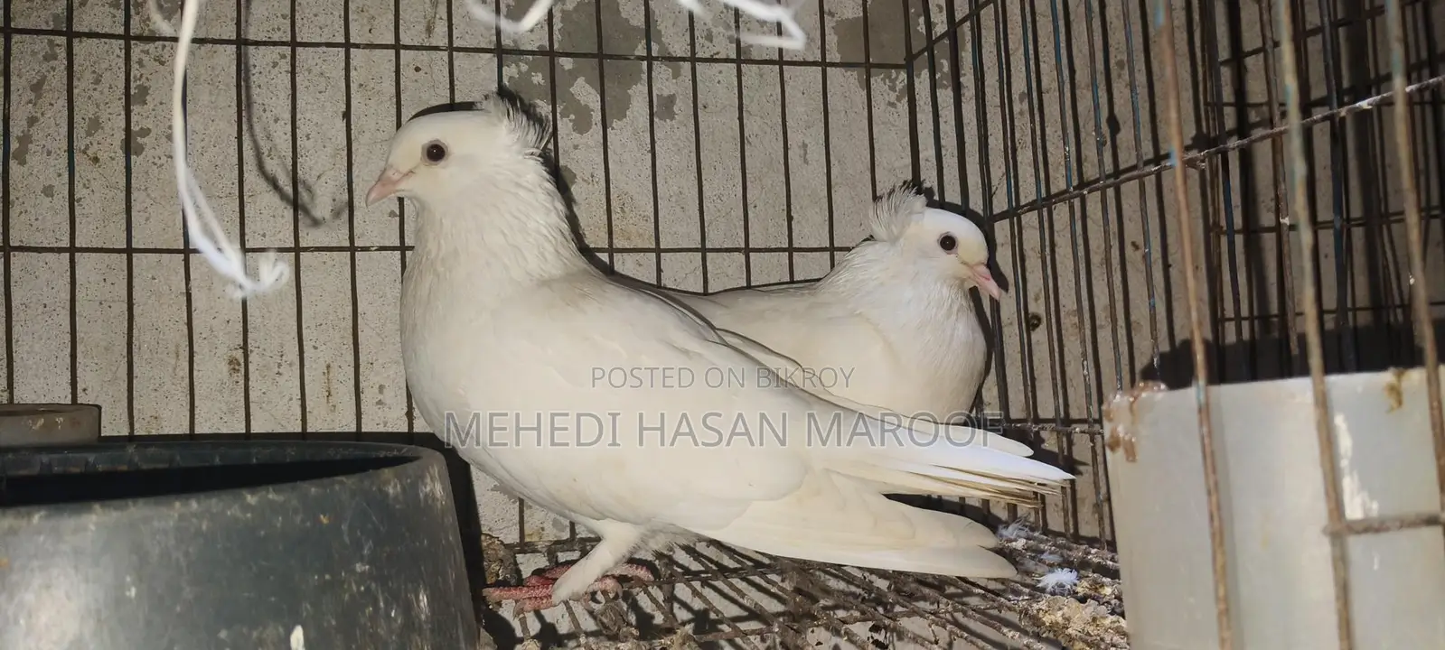 Pigeons for Sale