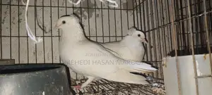 Pigeons for Sale