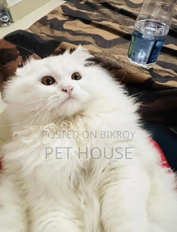 Persian Triple Coat Adult Active Male