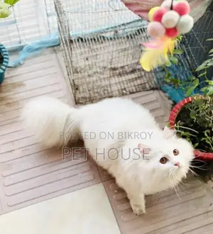 Persian Triple Coat Adult Active Male