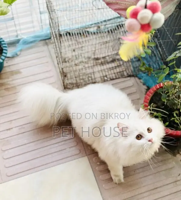 Persian Triple Coat Adult Active Male