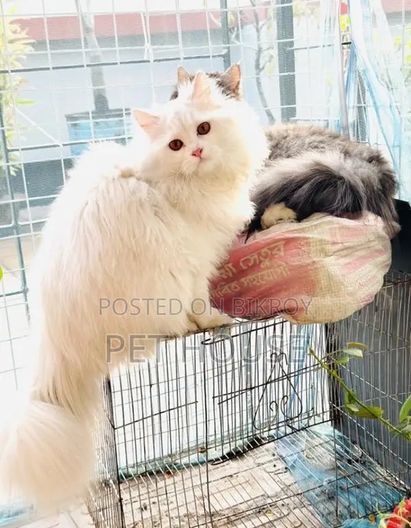 Persian Triple Coat Adult Active Male