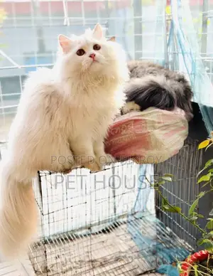 Persian Triple Coat Adult Active Male