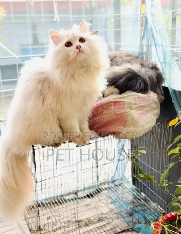 Persian Triple Coat Adult Active Male