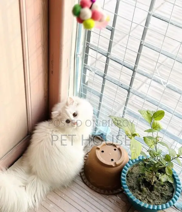 Persian Triple Coat Adult Active Male