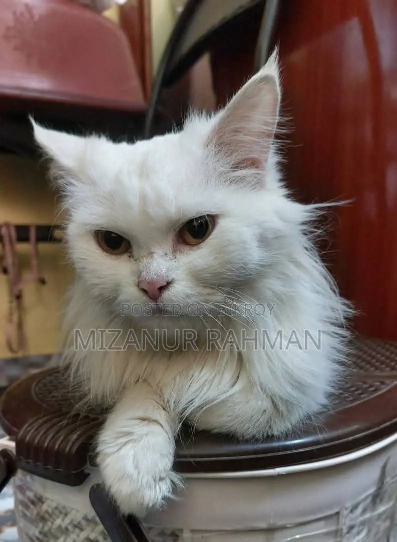 Traditional Persian [ ''pregnant Cat'' ]