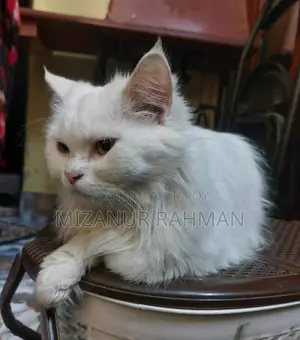 Traditional Persian [ ''pregnant Cat'' ]