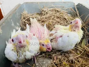 Cockatiel Tame Baby