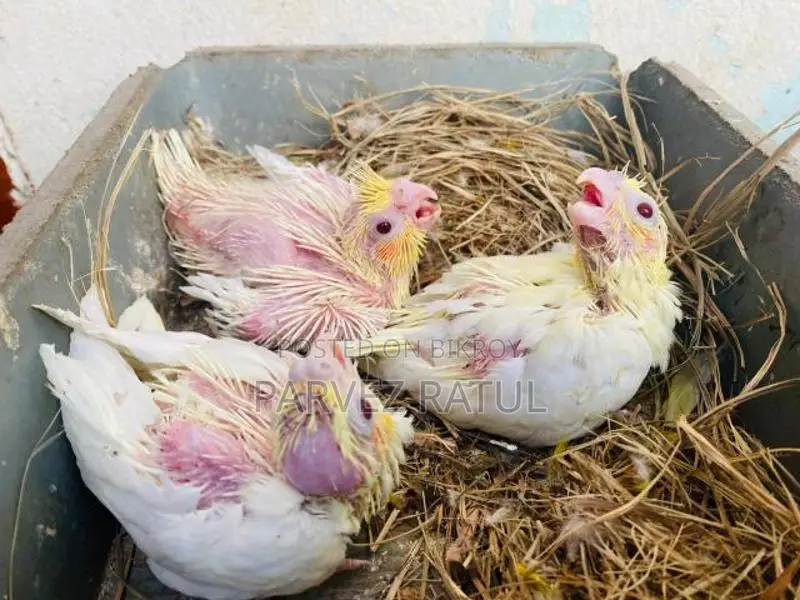 Cockatiel Tame Baby
