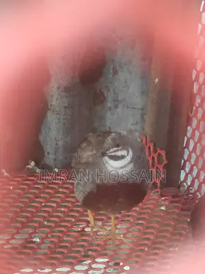 কিং কোয়েল