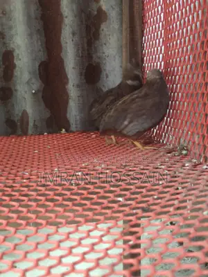 King Quail