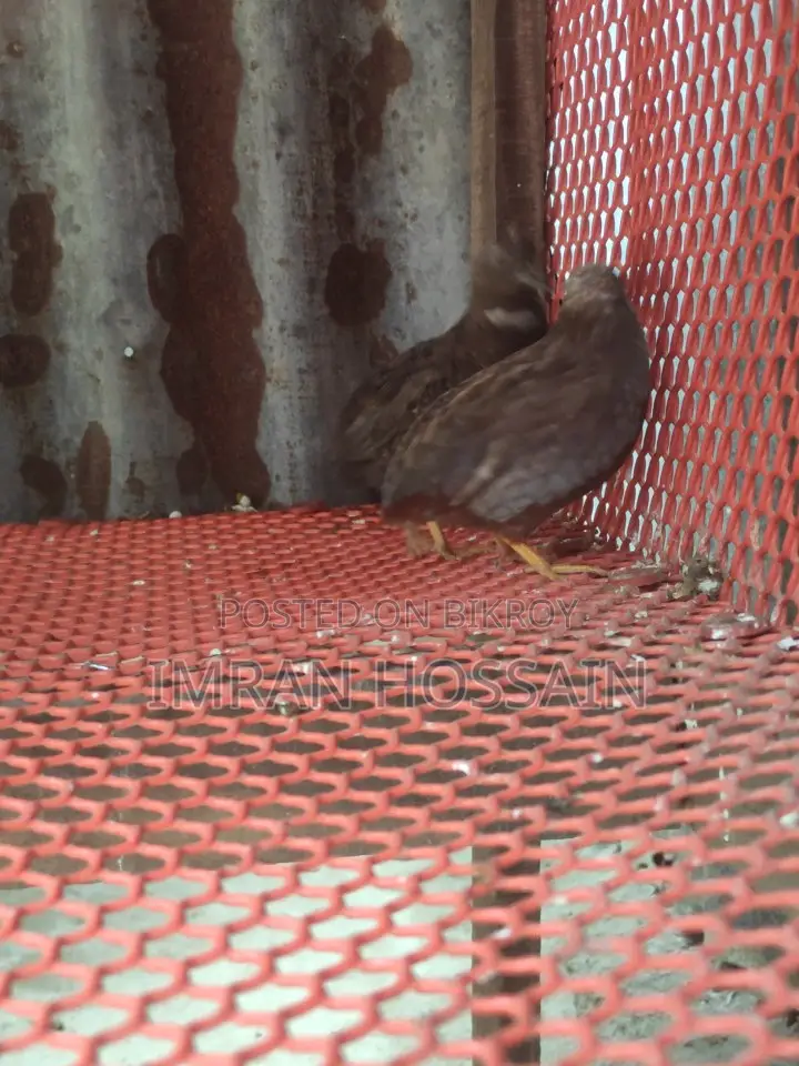 King Quail