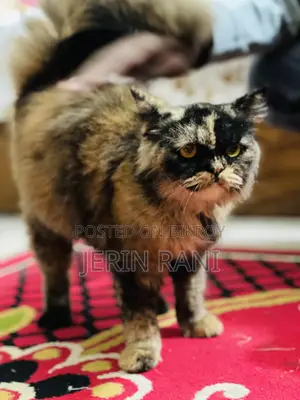 Cat for sale