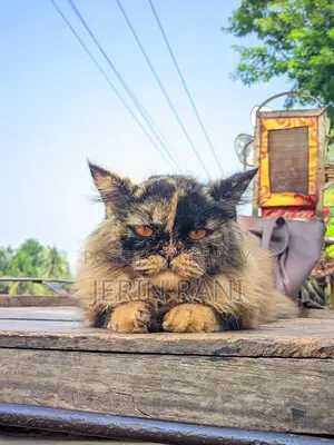 Cat for sale
