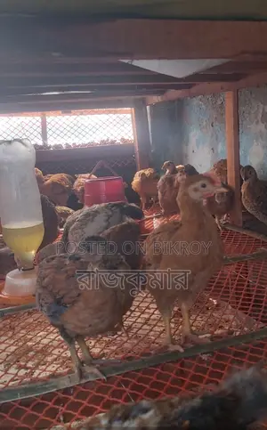 টাইগার ও সোনালী মুরগী ব্চচা