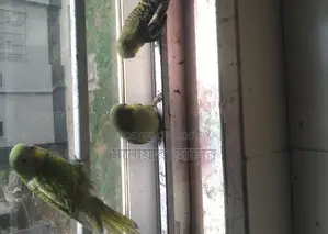 বাজুরিকা পাখি