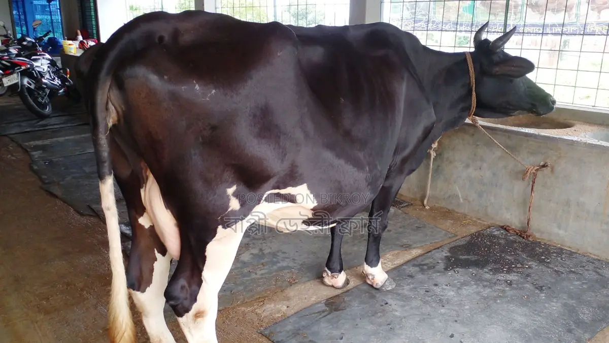 Buy a High-Quality Cow for Rearing
