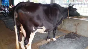 ৭৯৬ নং পোষার জন্য গাভী কিনুন ভালো হবে ।