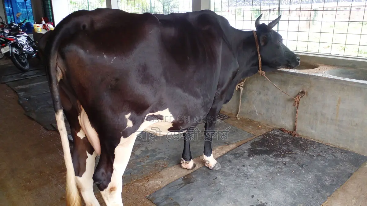 Buy a High-Quality Cow for Rearing