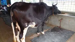 Buy a High-Quality Cow for Rearing