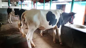 ৯৬৫নং ৩টি বকনা কিনুন পোষার জন্য নিঃসন্ধেহে ভালো হবে।