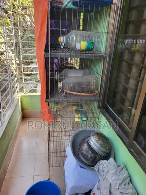 চার তাকের কবুতরের খাঁচা