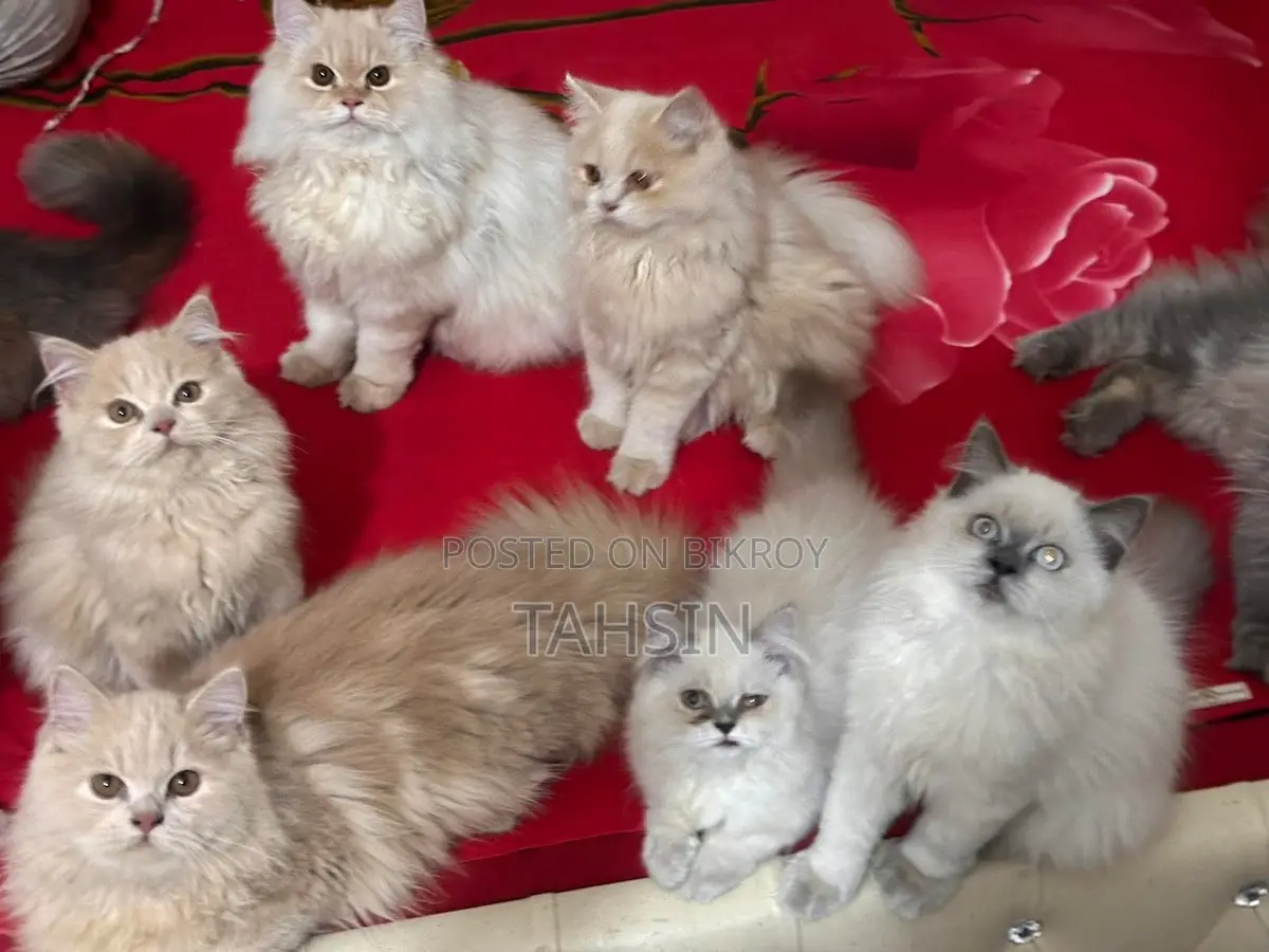 Pure Persian triple coat kittens and adult male female both