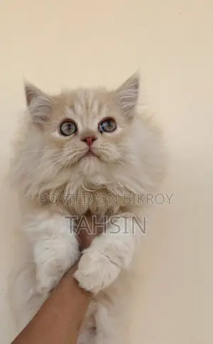 Pure Persian triple coat kittens and adult male female both