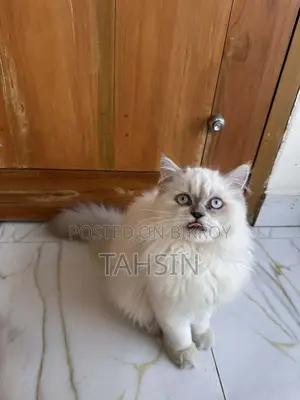 Pure Persian triple coat kittens and adult male female both