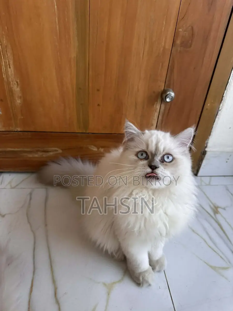 Pure Persian triple coat kittens and adult male female both