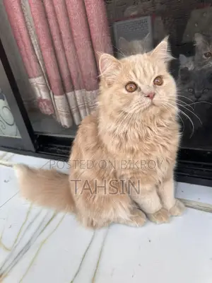 Pure Persian triple coat kittens and adult male female both