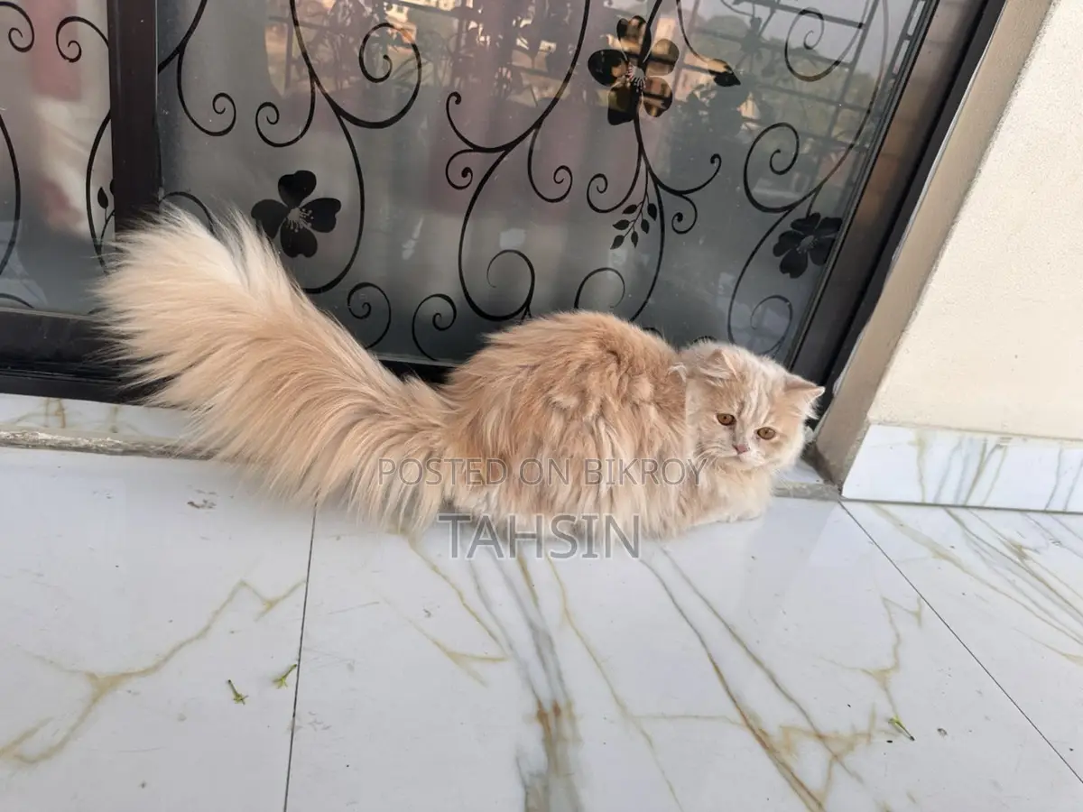 Pure Persian triple coat kittens and adult male female both