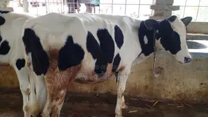 ৯৬৪ নং বকনা বাছুর পোষার জন্য নিঃসন্ধেহে কিনুন ।