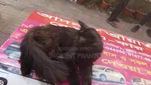 বিড়াল বিক্রয় হবে