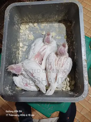 ককাটেল,কুনুর,লাভ বার্ড